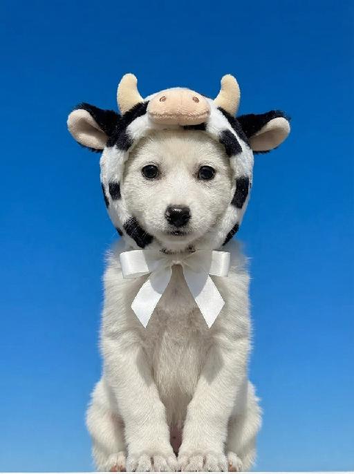 Cow Pet AI effects generated image
