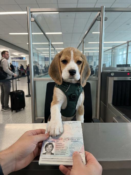 Passport Check AI effects generated image