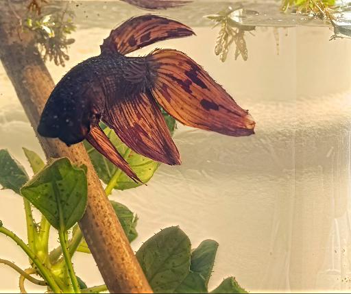 AI Image Enhance AI effects generated image