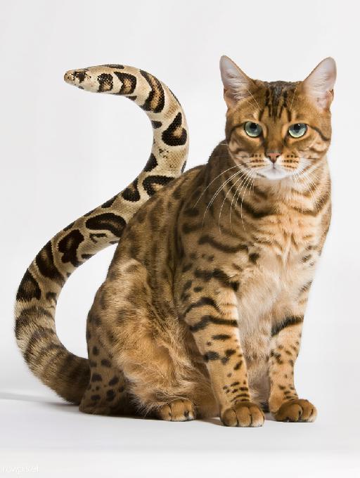 A CAT'S NAME IS "SNAKE" AI effects generated image